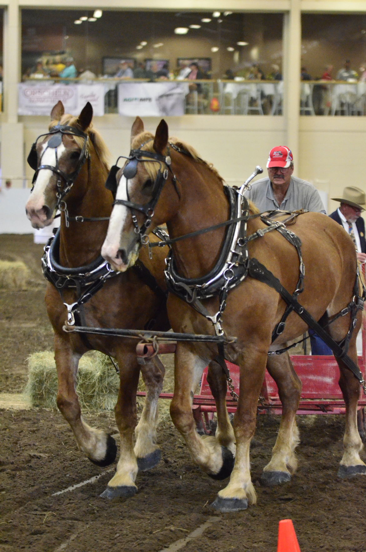 8-25-19 Draft Horse Hitch Final (11).JPG